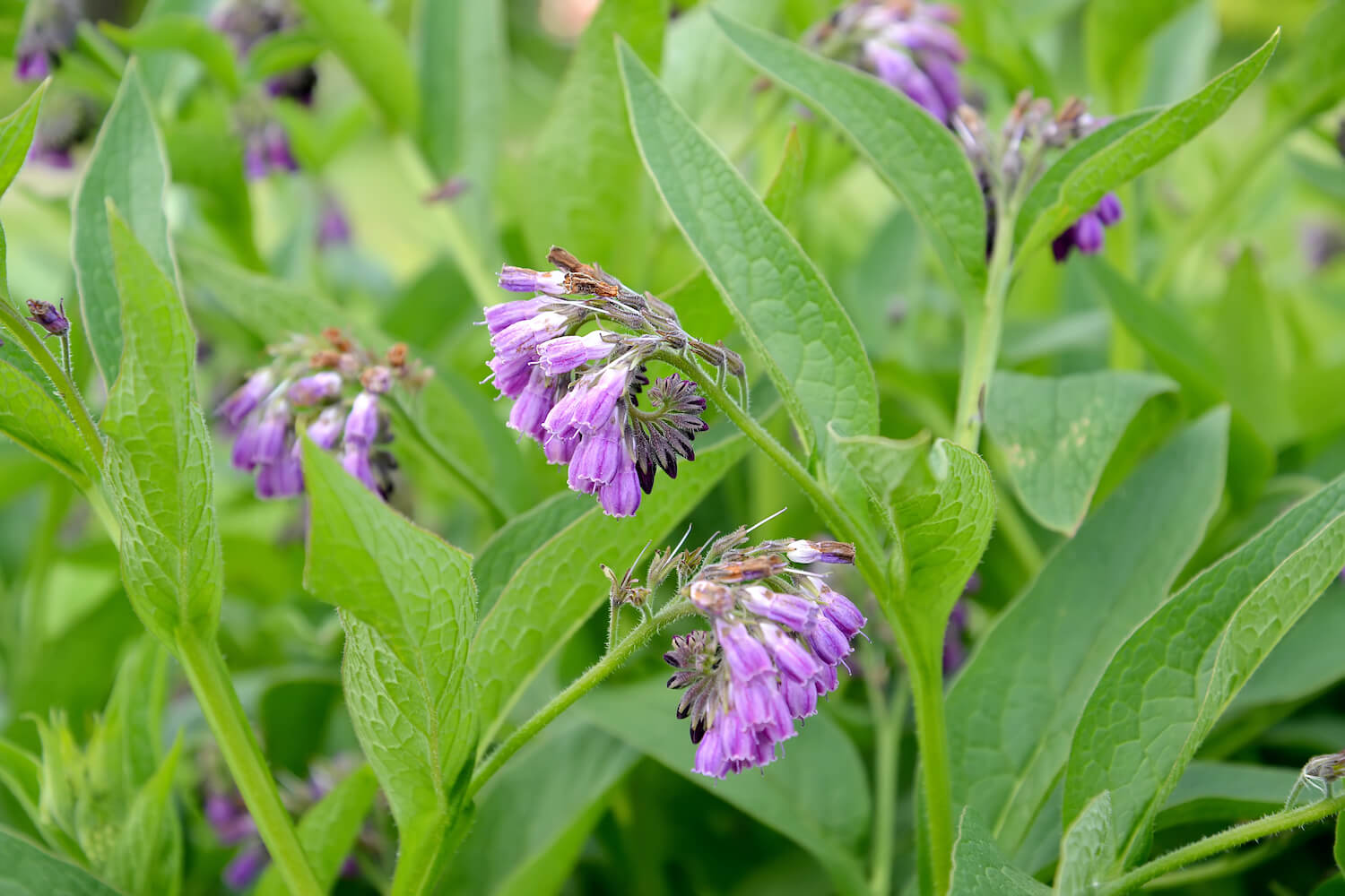 Comfrey Plant Medicinal Uses