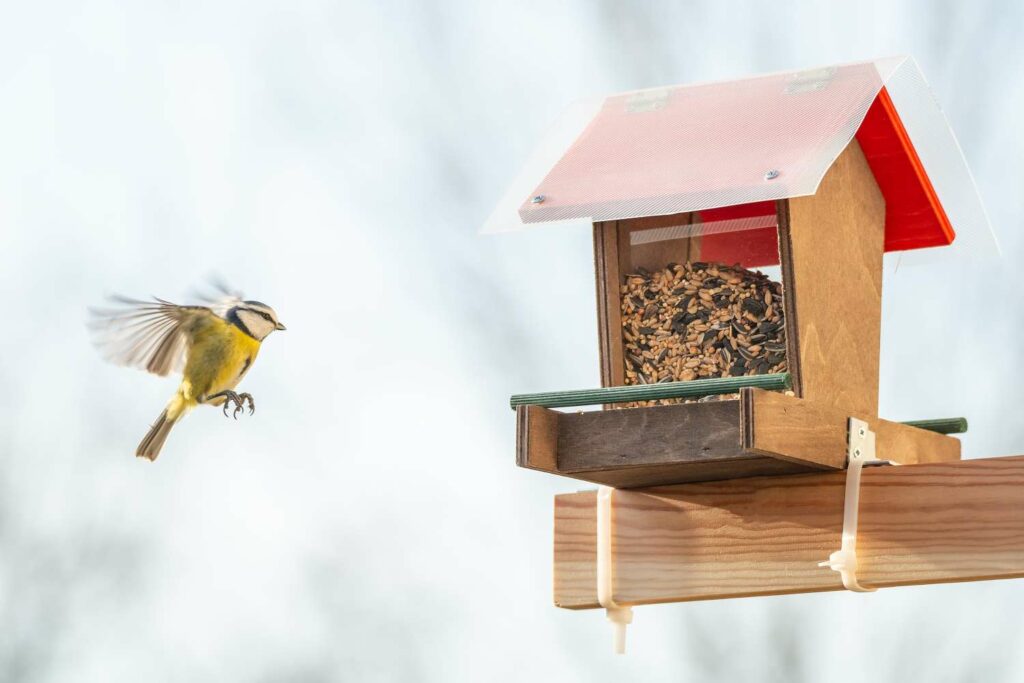 bird approaching hopper bird feeder