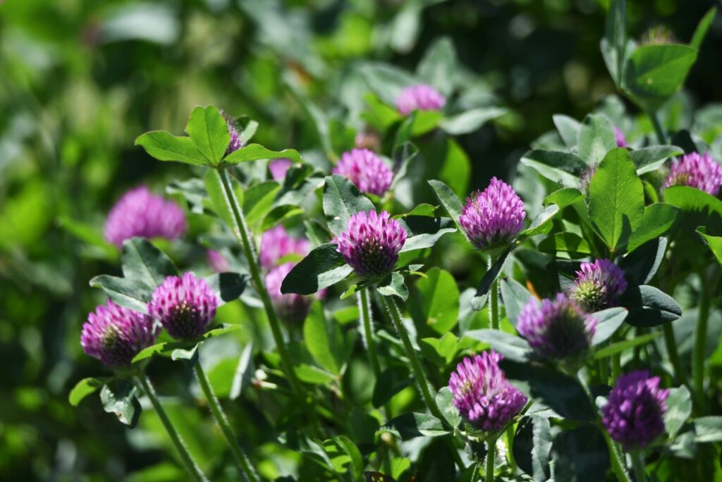 red clover protruding from foliage