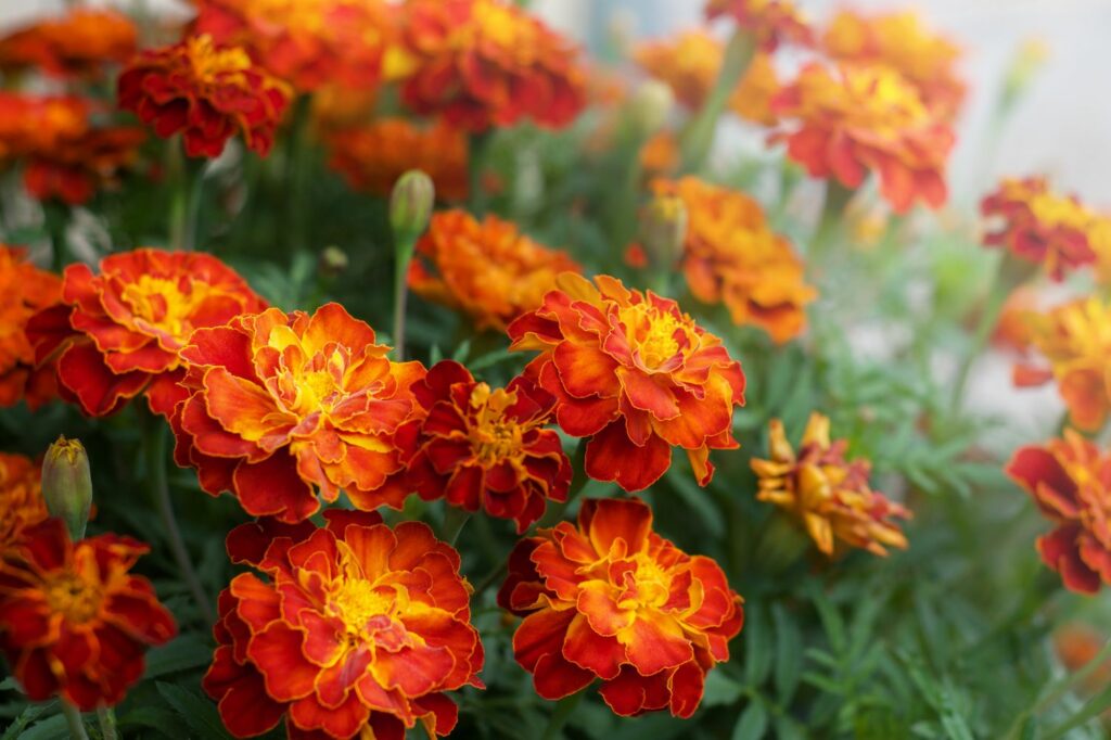 Red and orange marigold flowers
