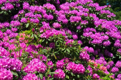 Rhododendron soil: properties & benefits