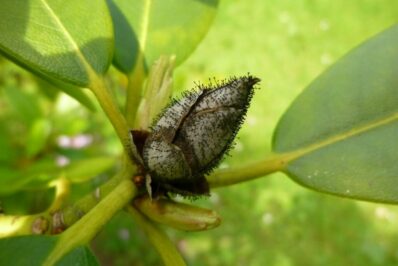 Rhododendron problems: pests, diseases & yellow leaves
