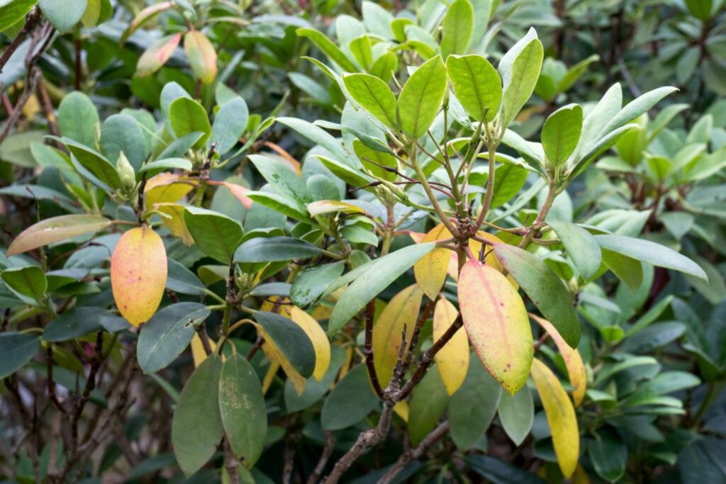 Rhododendron with yellowing leaves