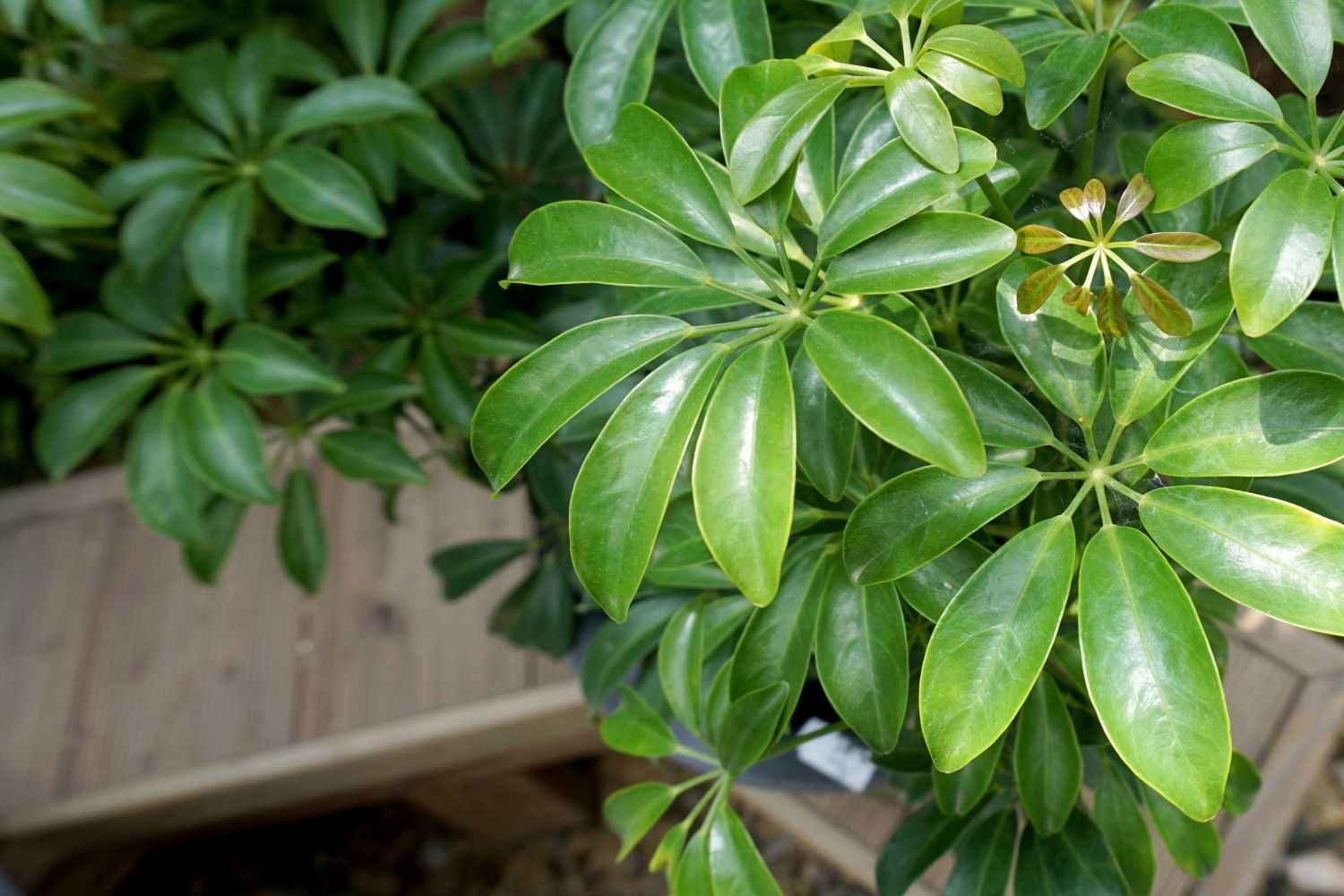 Low light indoor plants plants for dark rooms Plantura