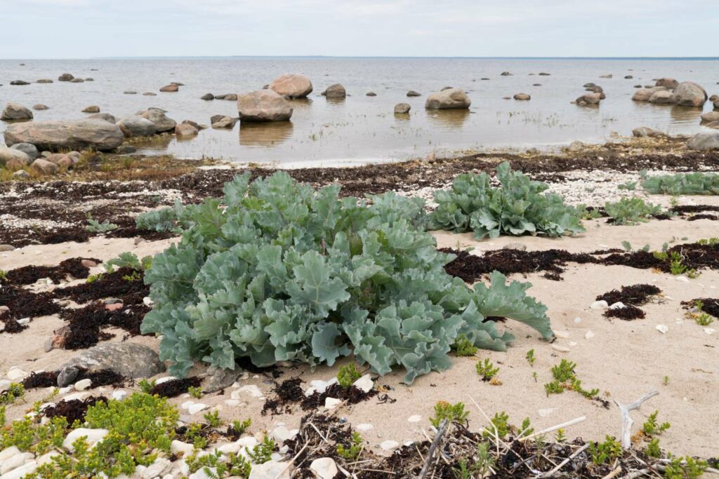 Patch of green sea kale growing on beach