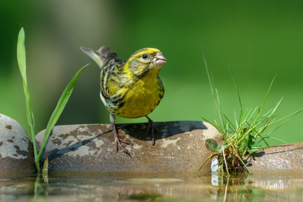 Serin at a watering hole