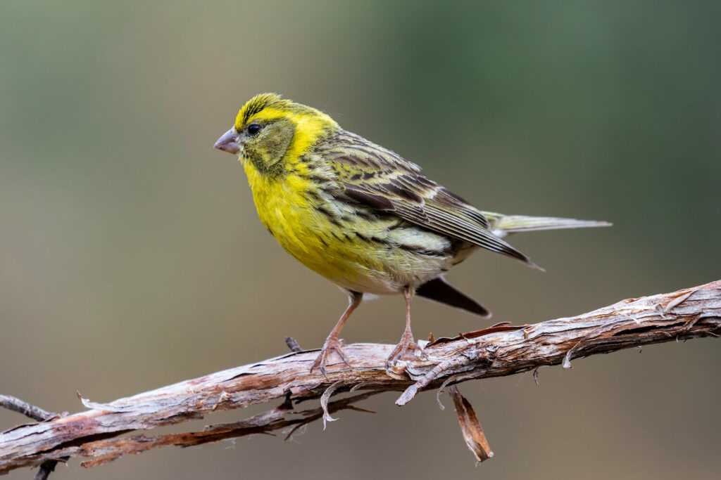 Serin perched on branch