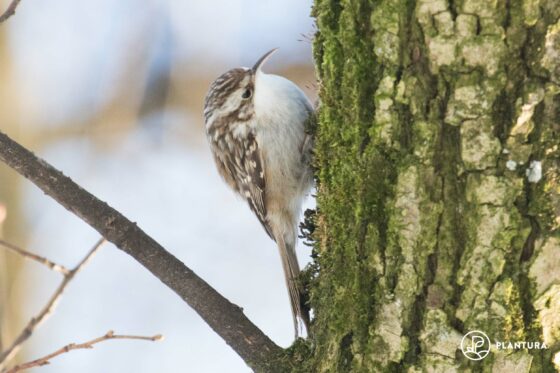 Short-toed treecreeper: the bird profiles
