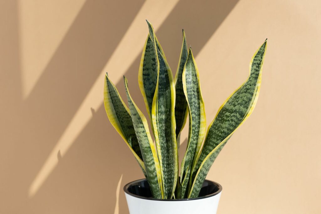 Snake plant outdoors