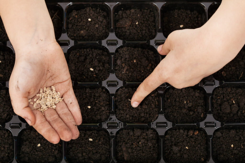 Seeds being planted in module tray