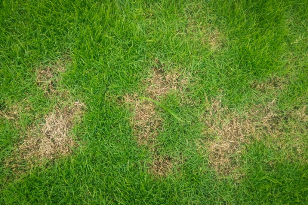 brown patches of grass 