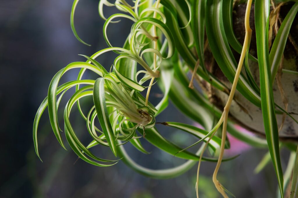 Close-up of spider plant leaves