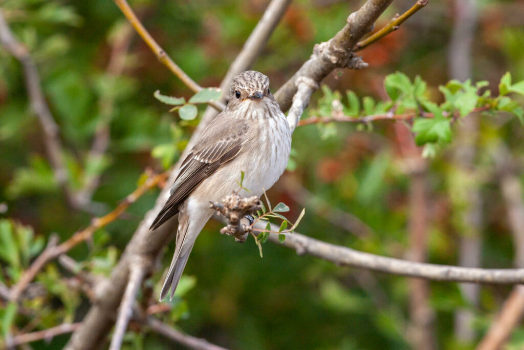 Spotted flycatcher perching on a branch