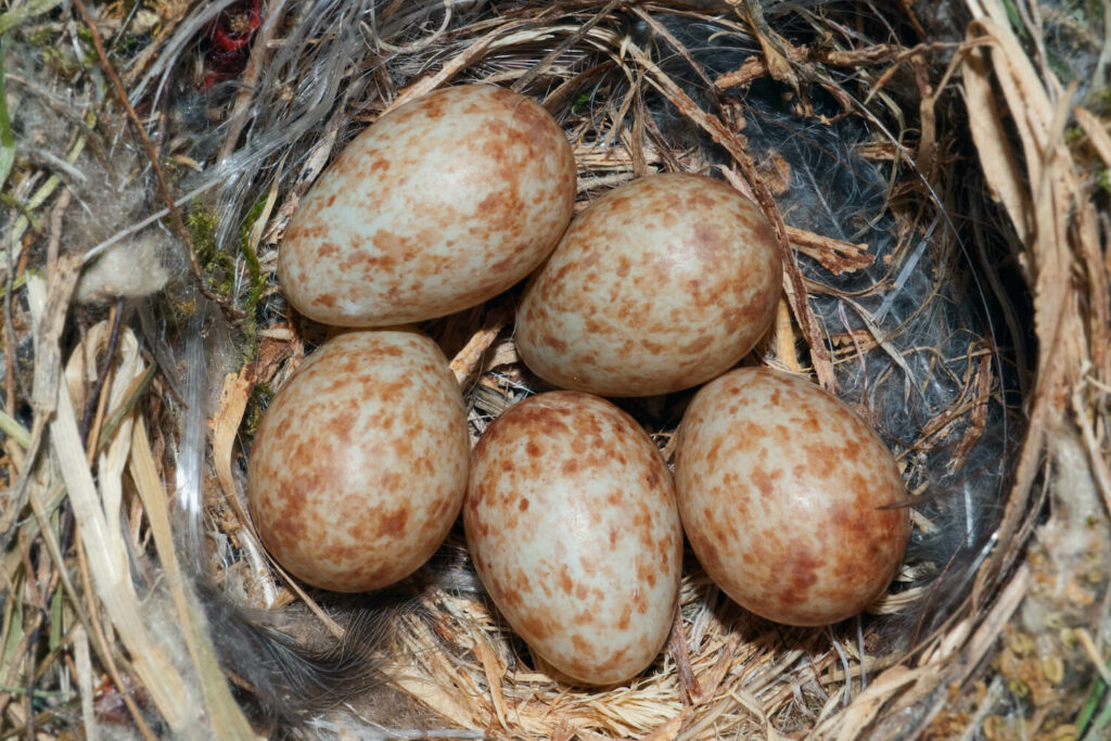 Spotted flycatcher eggs in a nest