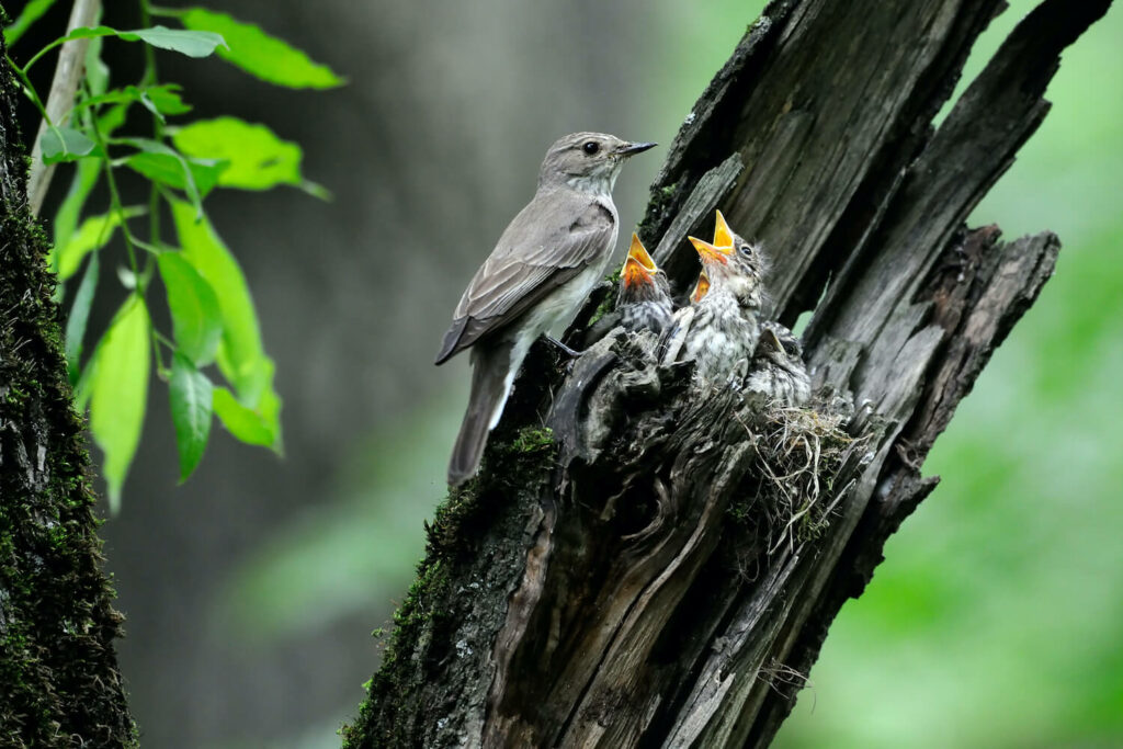 Spotted flycatcher at its nest with its offspring