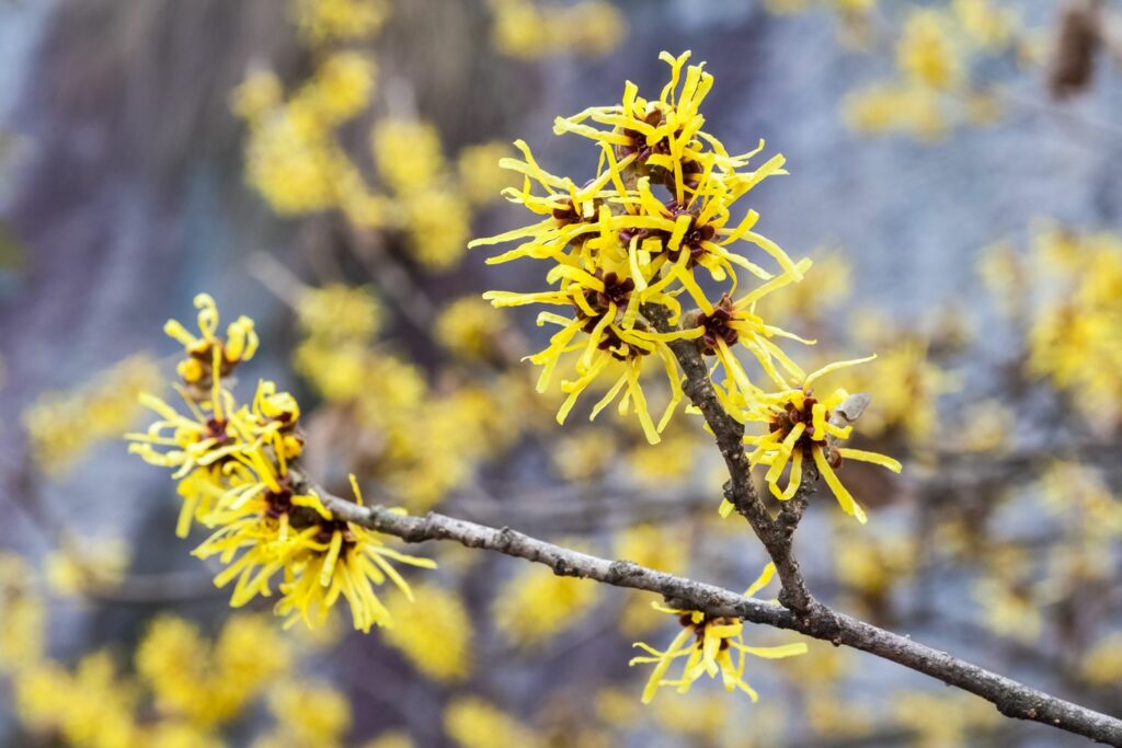 yellow spring flowering shrub
