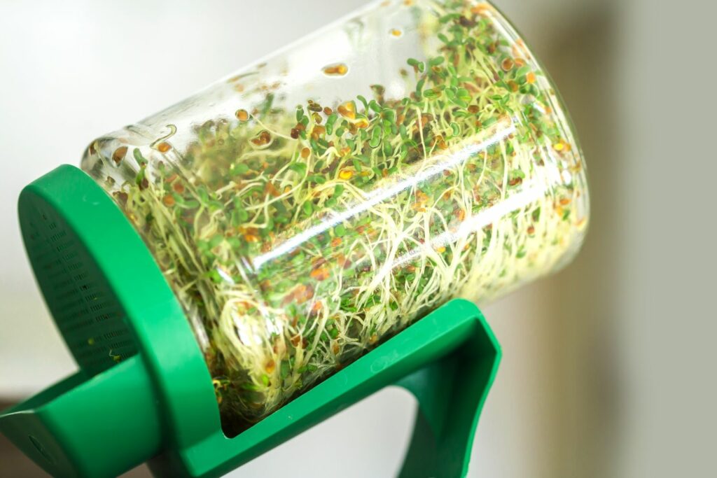 Sprouts growing in sprouting jar