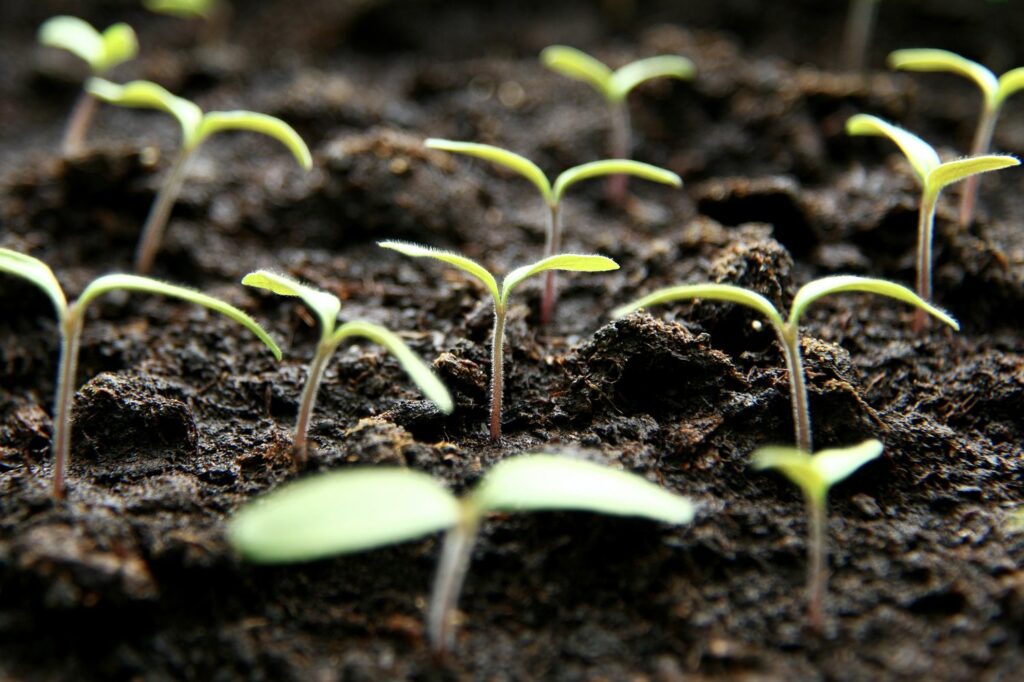Seedlings sprouting out of soil