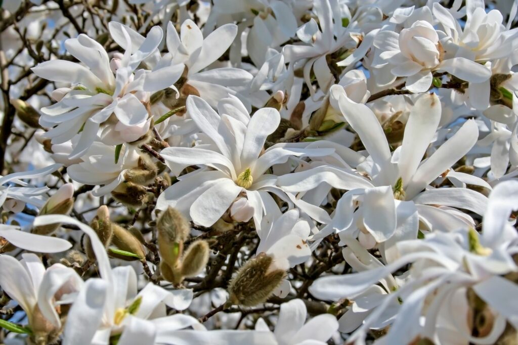 many white star magnolia flowers