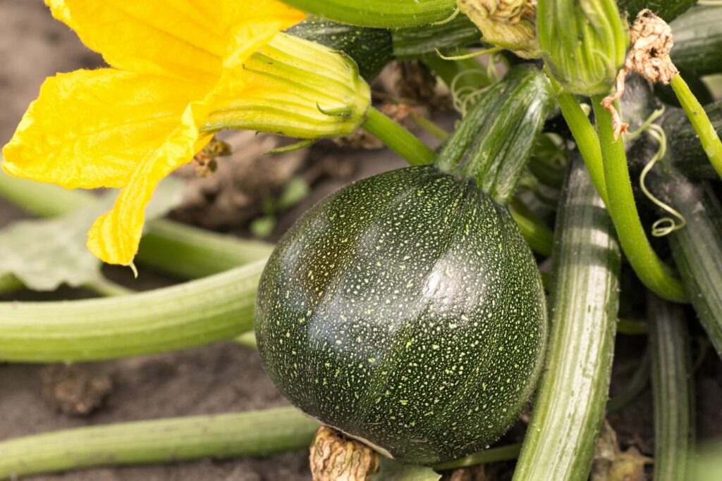 Globe-shaped tondo chiara di nizza courgette