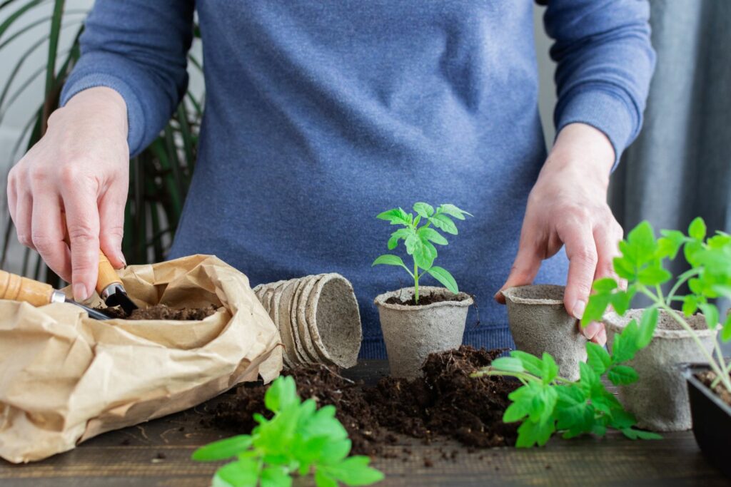 Person transplanting tomato seedlings