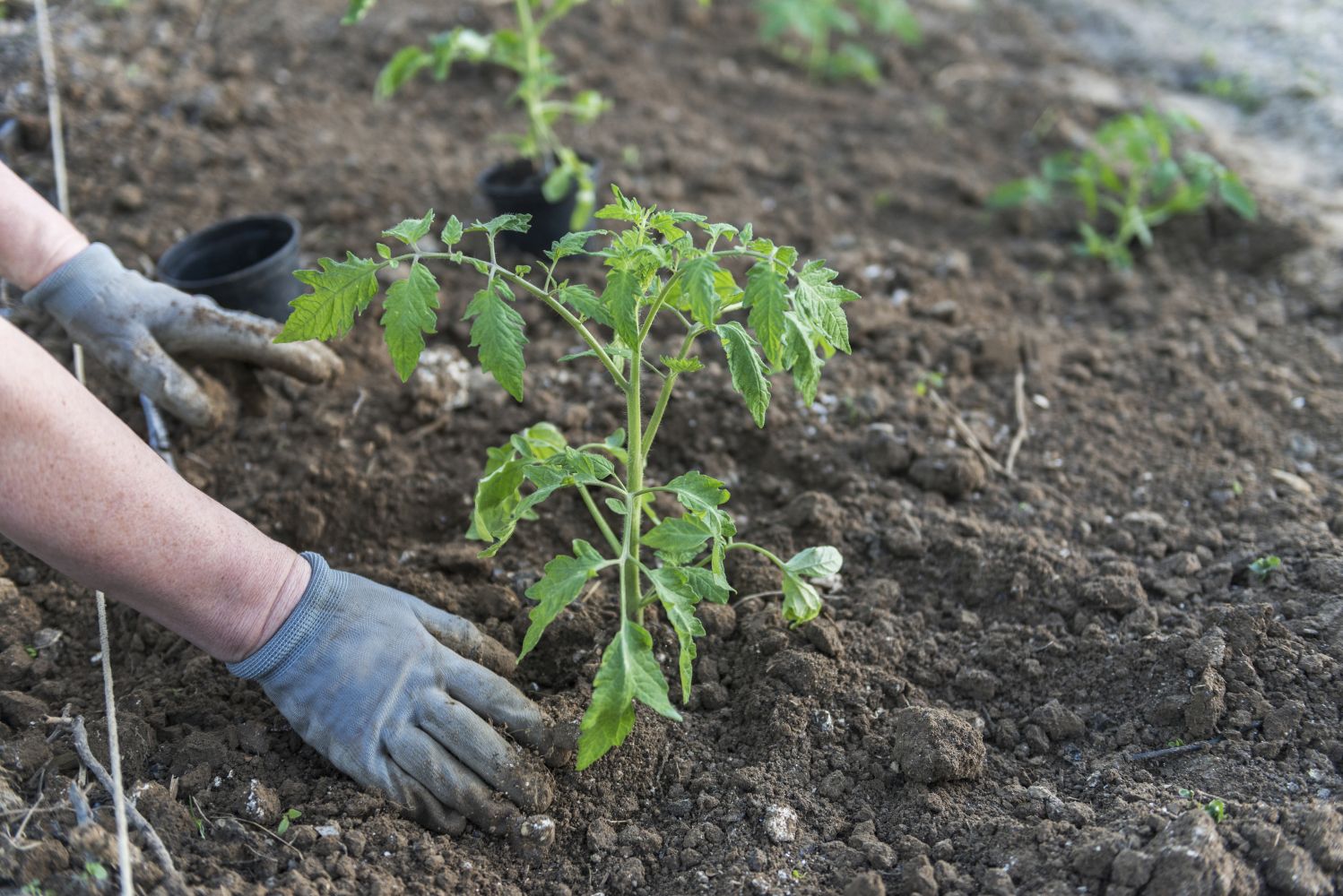 Transplanting & pricking out tomato seedlings Plantura