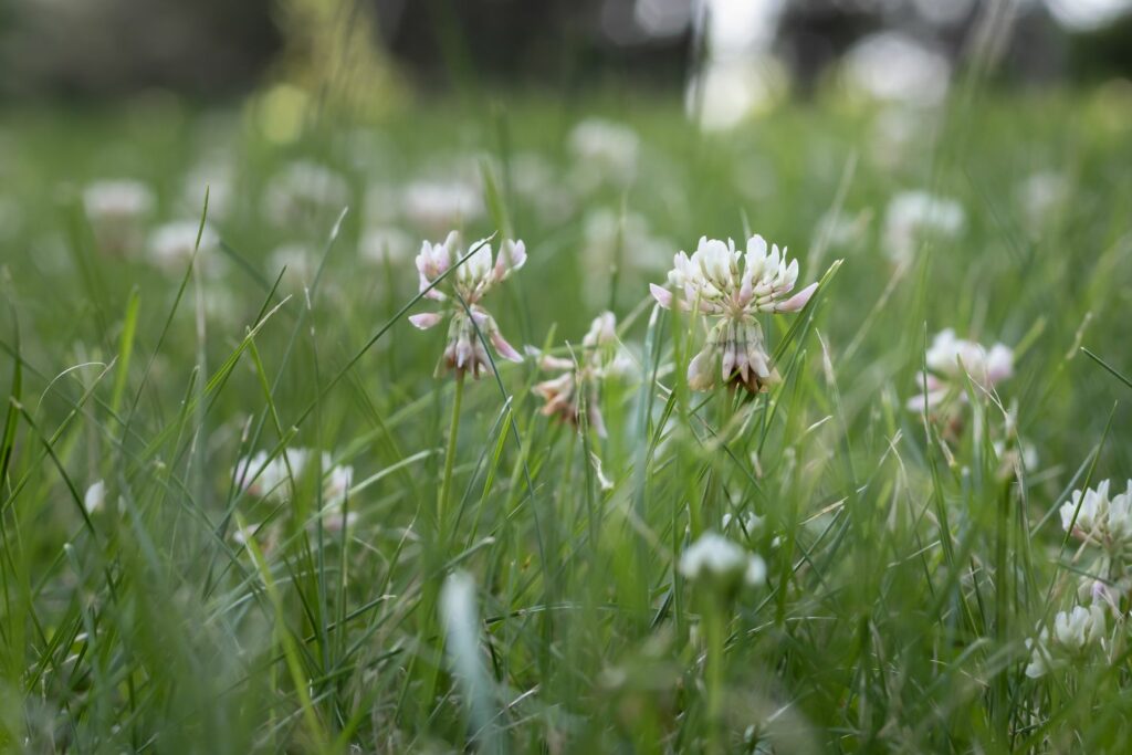 white clover flowers in lawn