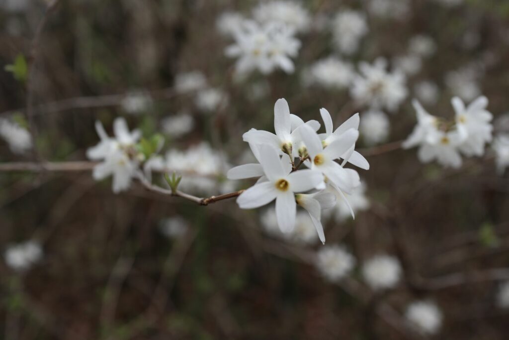 small flowers of white forsythia