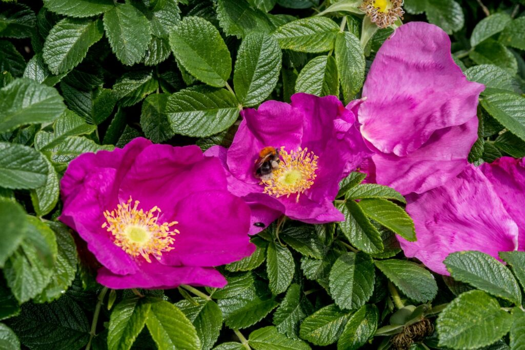 Bee feeding on bright pink wild rose