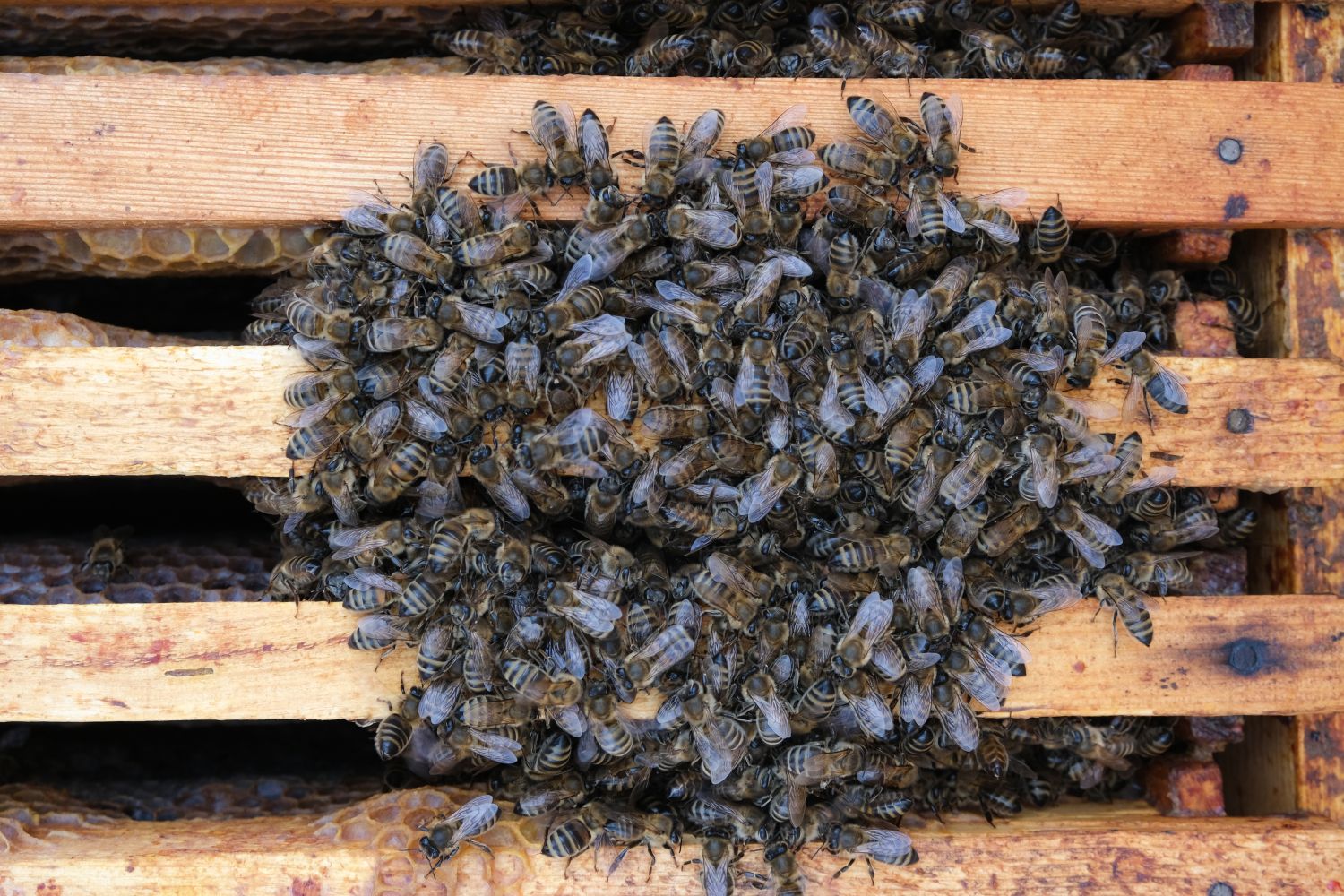 What Do Bees Do In Winter? - Plantura