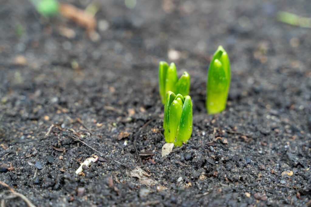 Green hyacinth shoots sprouting