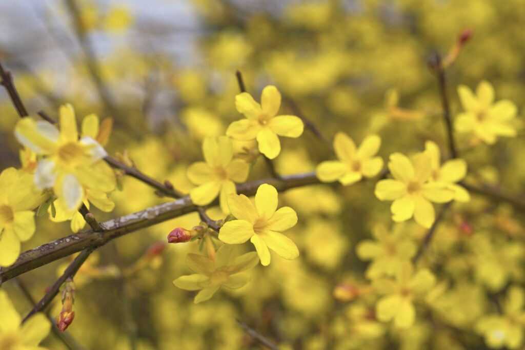 yellow flowering winter jasmine