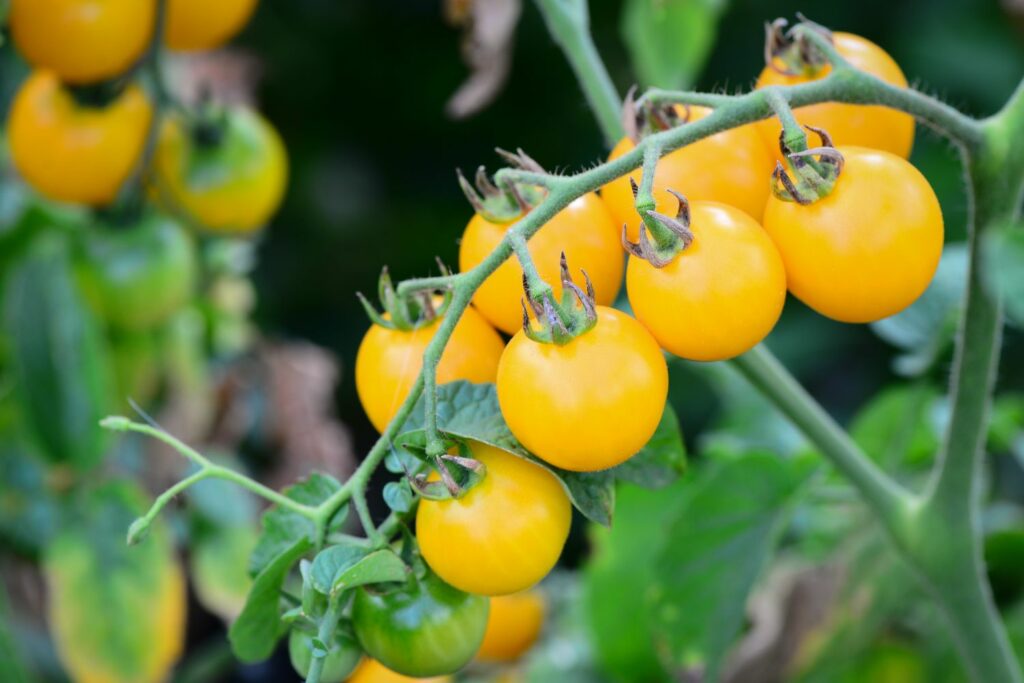 yellow tomatoes on a vine