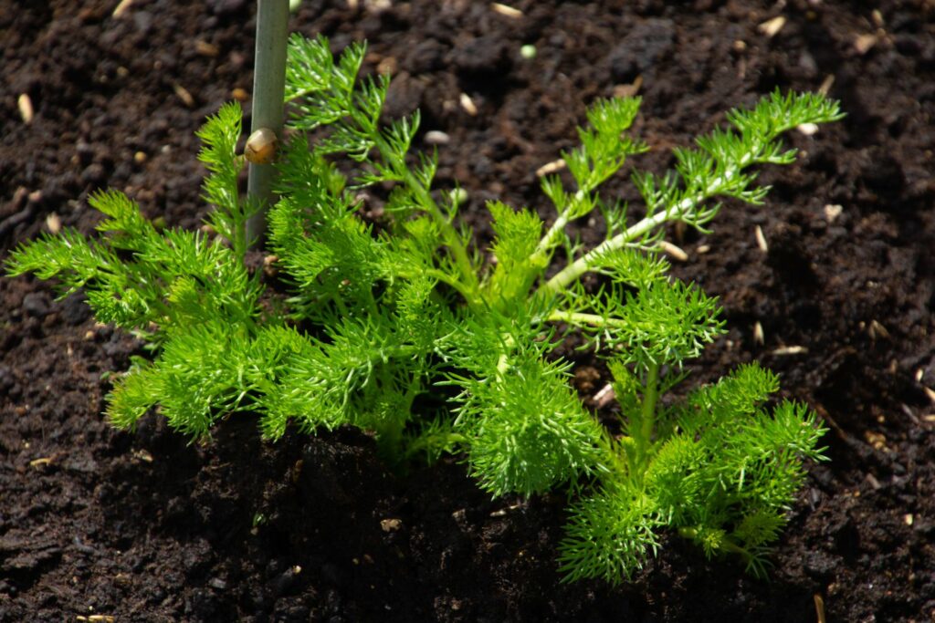 bright green, young chamomile plant