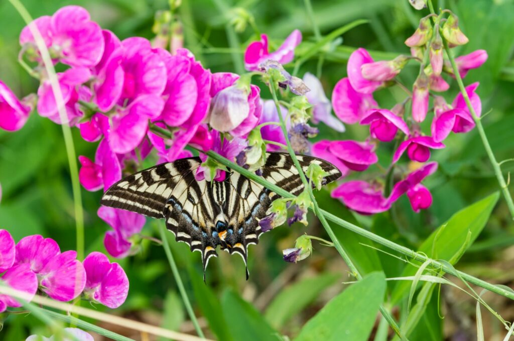 Butterfly on broad leaved everlasting pea blossom