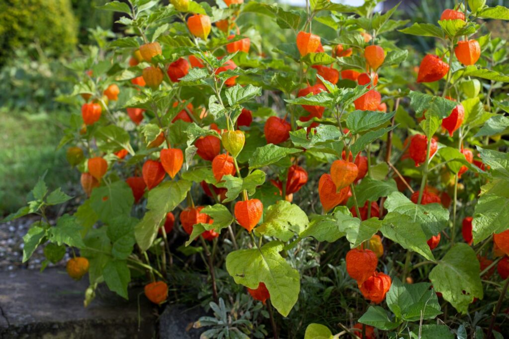 orange Chinese lantern plants