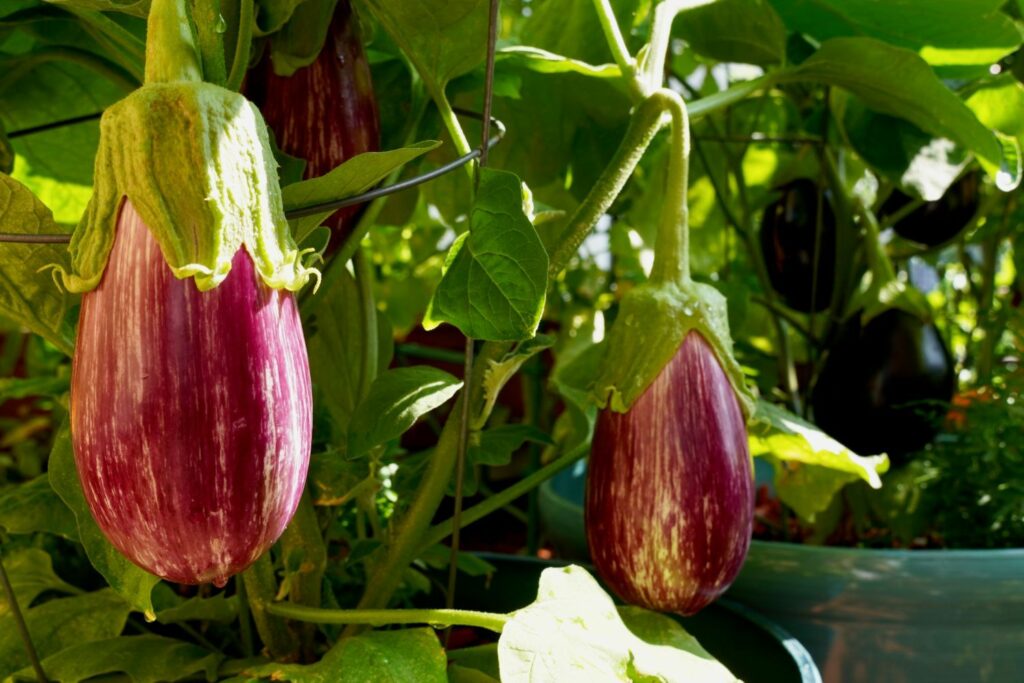 Aubergines growing on plant