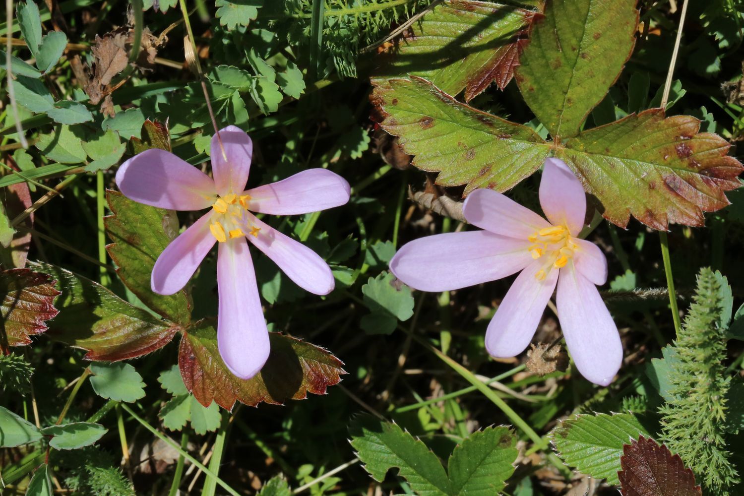 Autumn crocus toxicity, cultivation & care Plantura