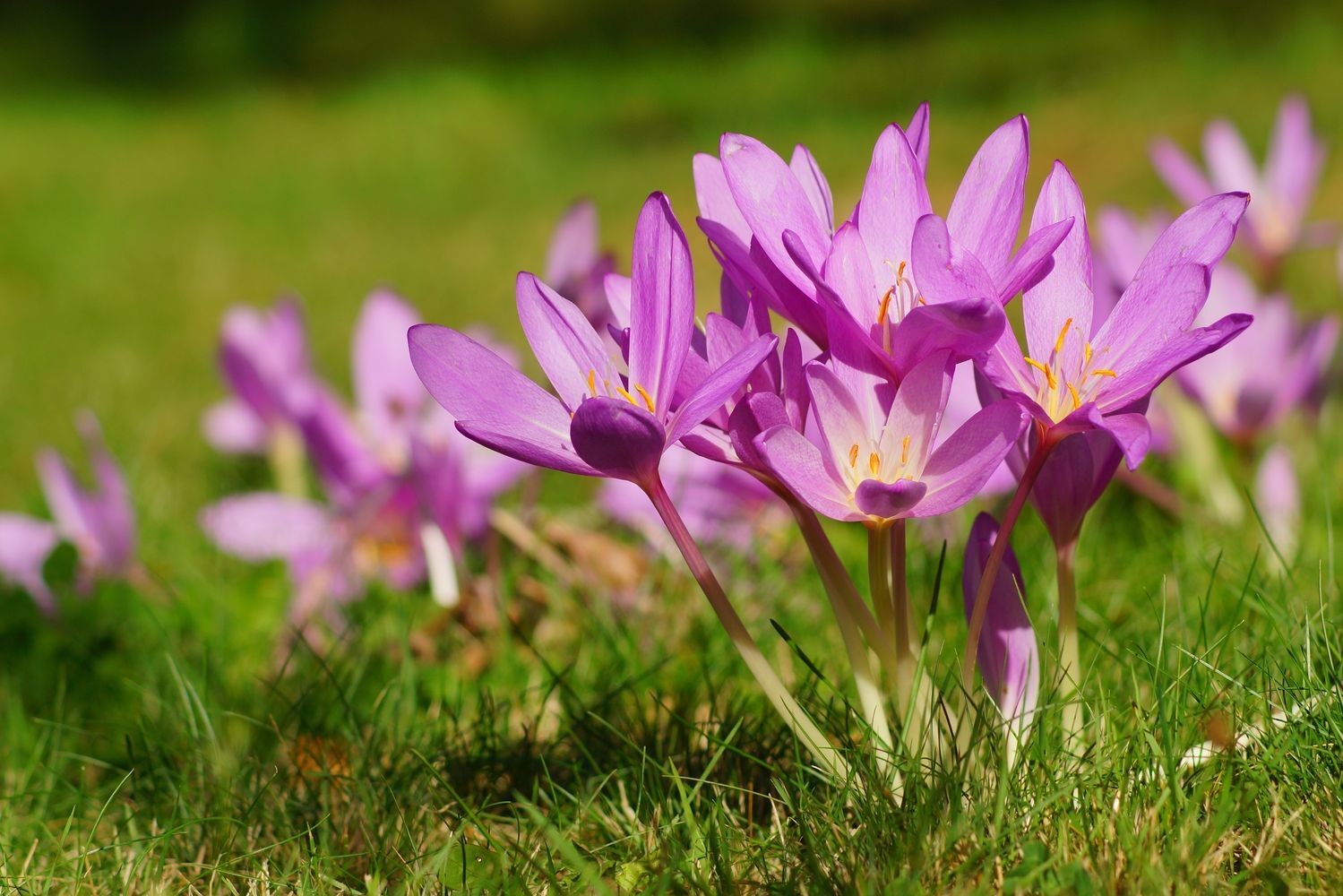 autumn crocus colchicine