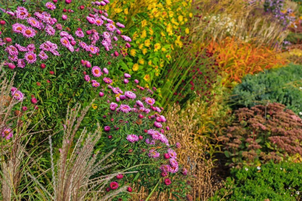 multicoloured autumn garden in bloom