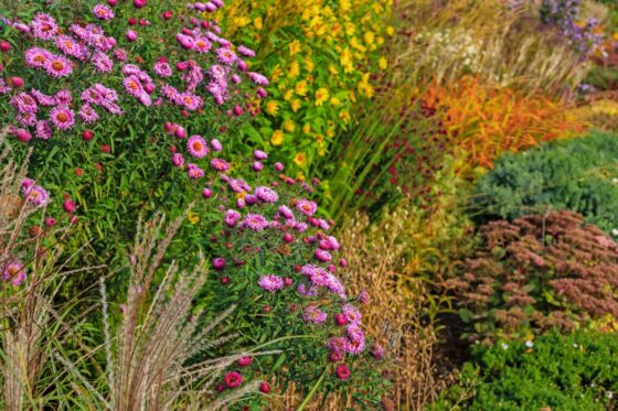 Autumn flowering perennials for the garden & balcony