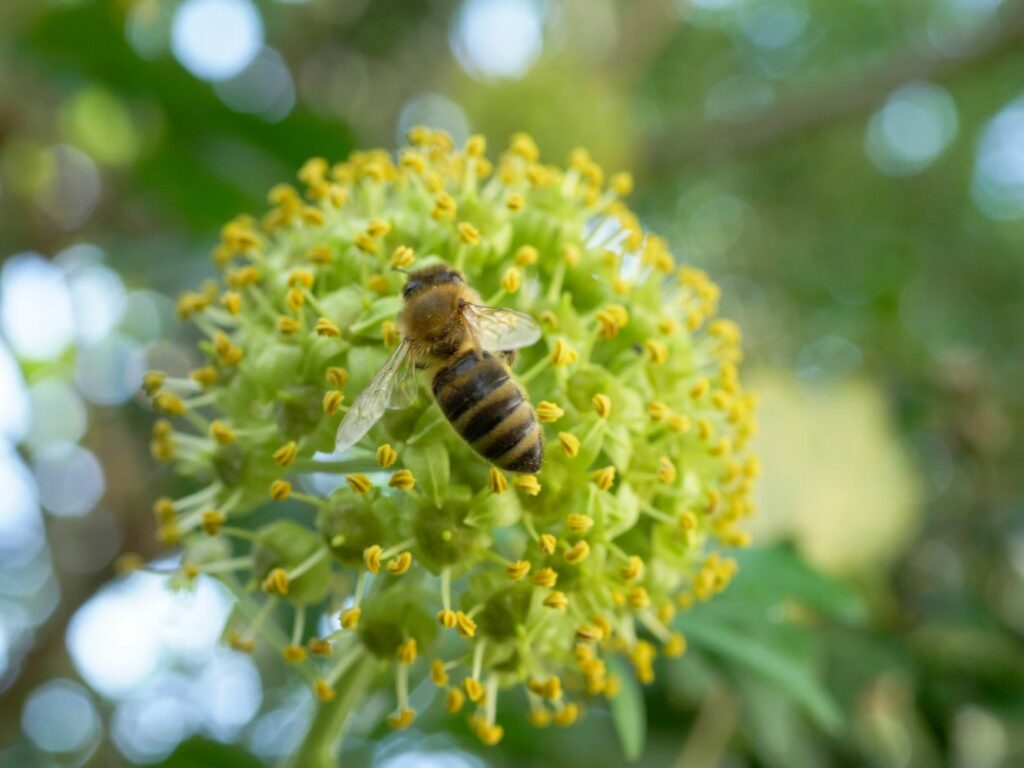 A bee resting on an ivy flower