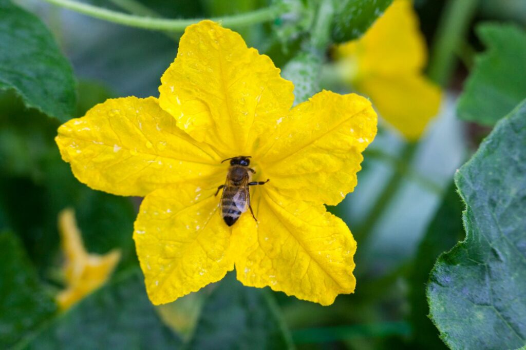 Bee on a yellow cucumber flower