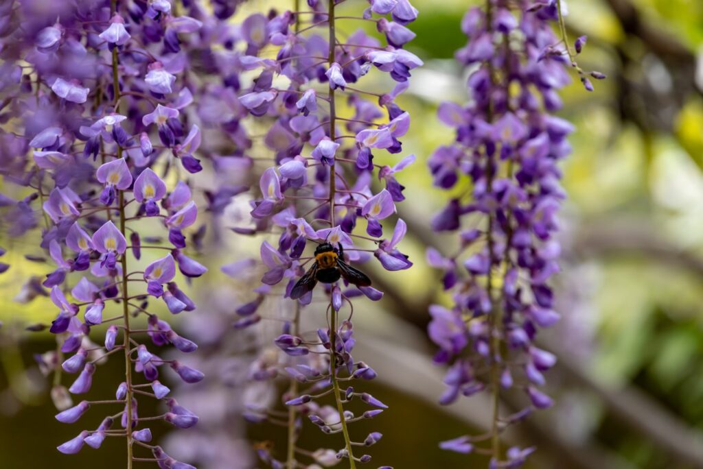 A bee on wisteria blossom