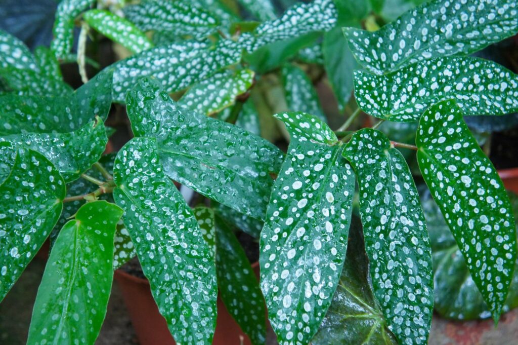 Begonia x albopicta leaves