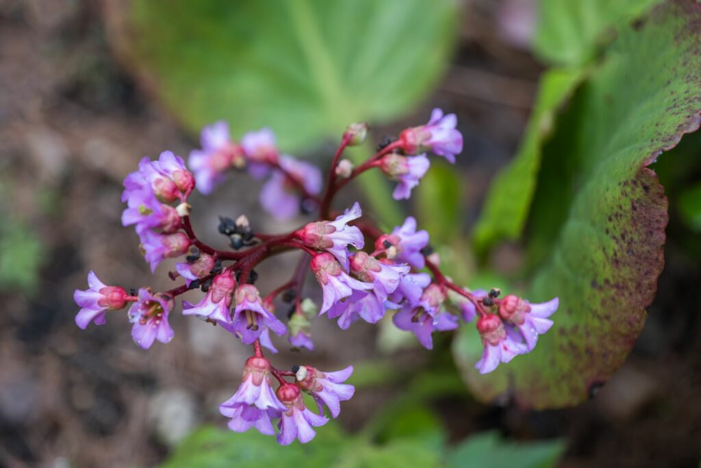 Purple flowering bergenia