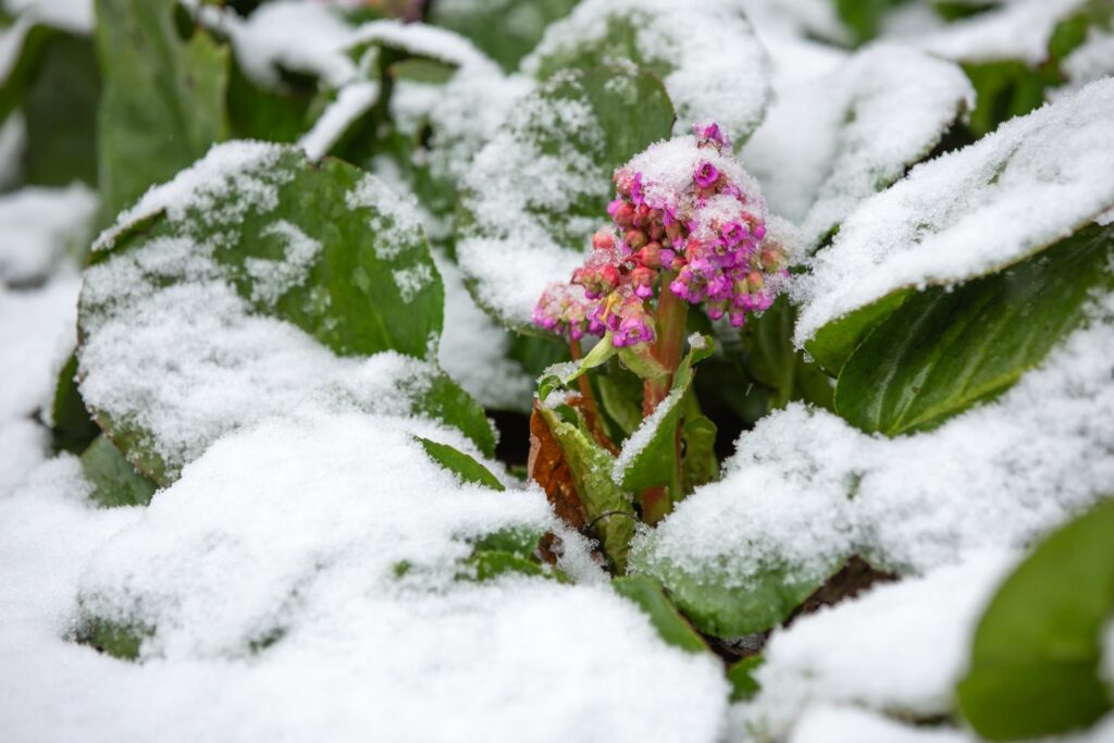 Snow covered bergenia flower