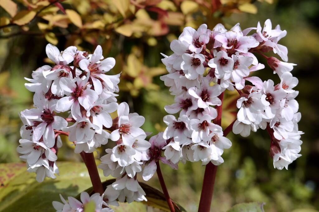 White flowering bergenia variety