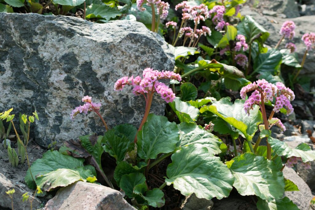 Bergenia flower in rock garden