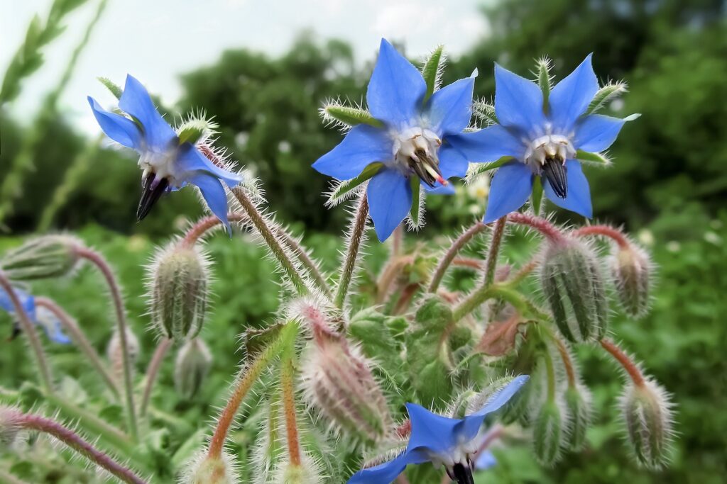 star-shaped blue borage flowers